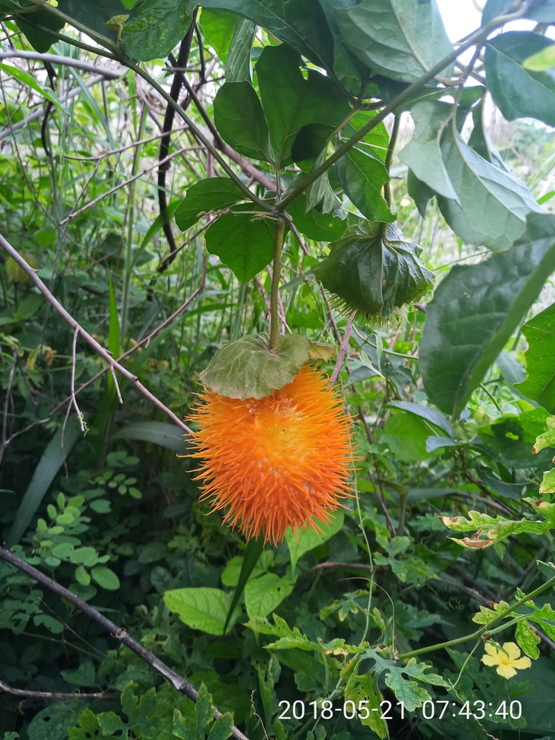 Momordica cissoides photo 8