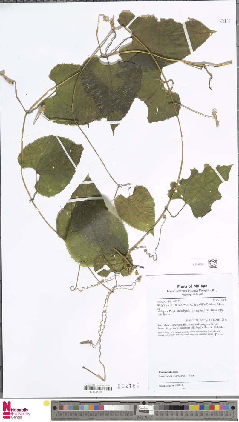 Momordica clarkeana
