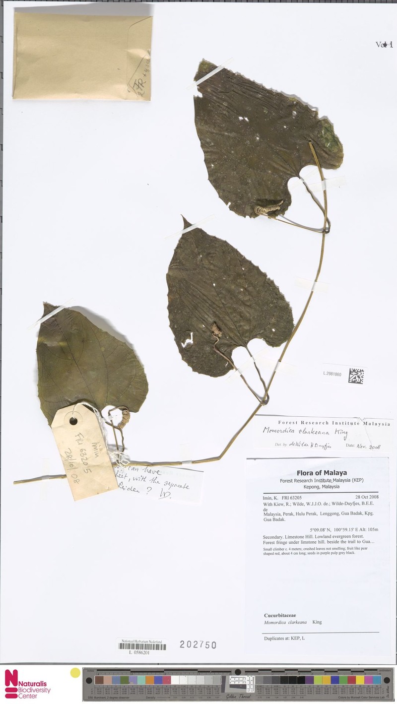 Momordica clarkeana photo 2
