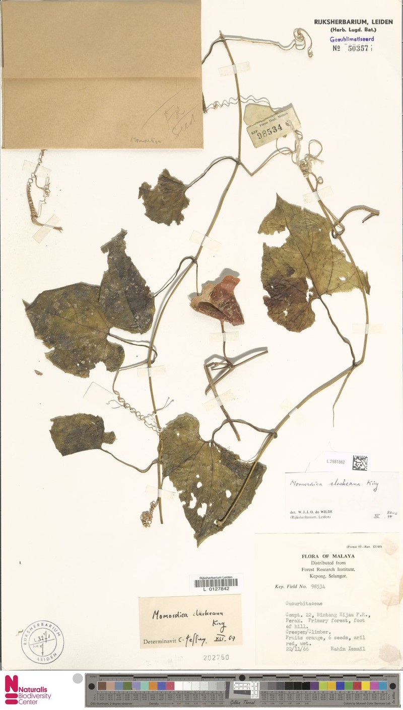 Momordica clarkeana photo 3