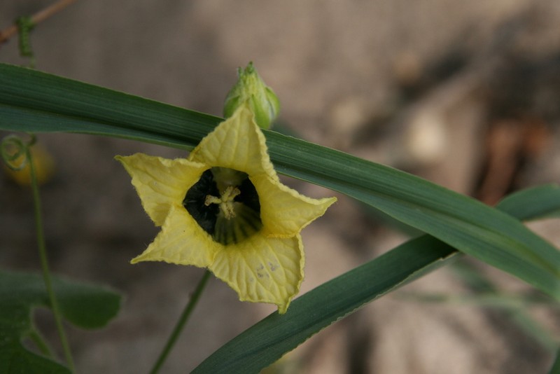 Momordica corymbifera photo 2
