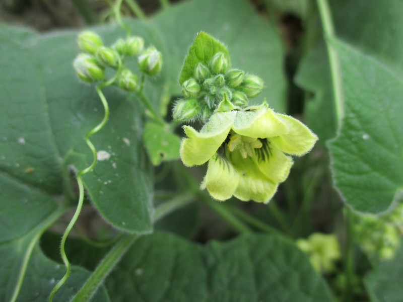 Momordica corymbifera photo 4