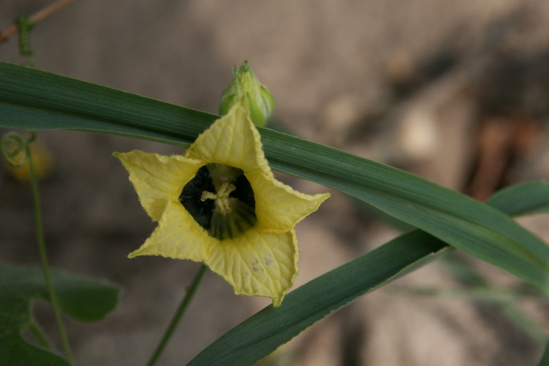 Momordica corymbifera photo 6