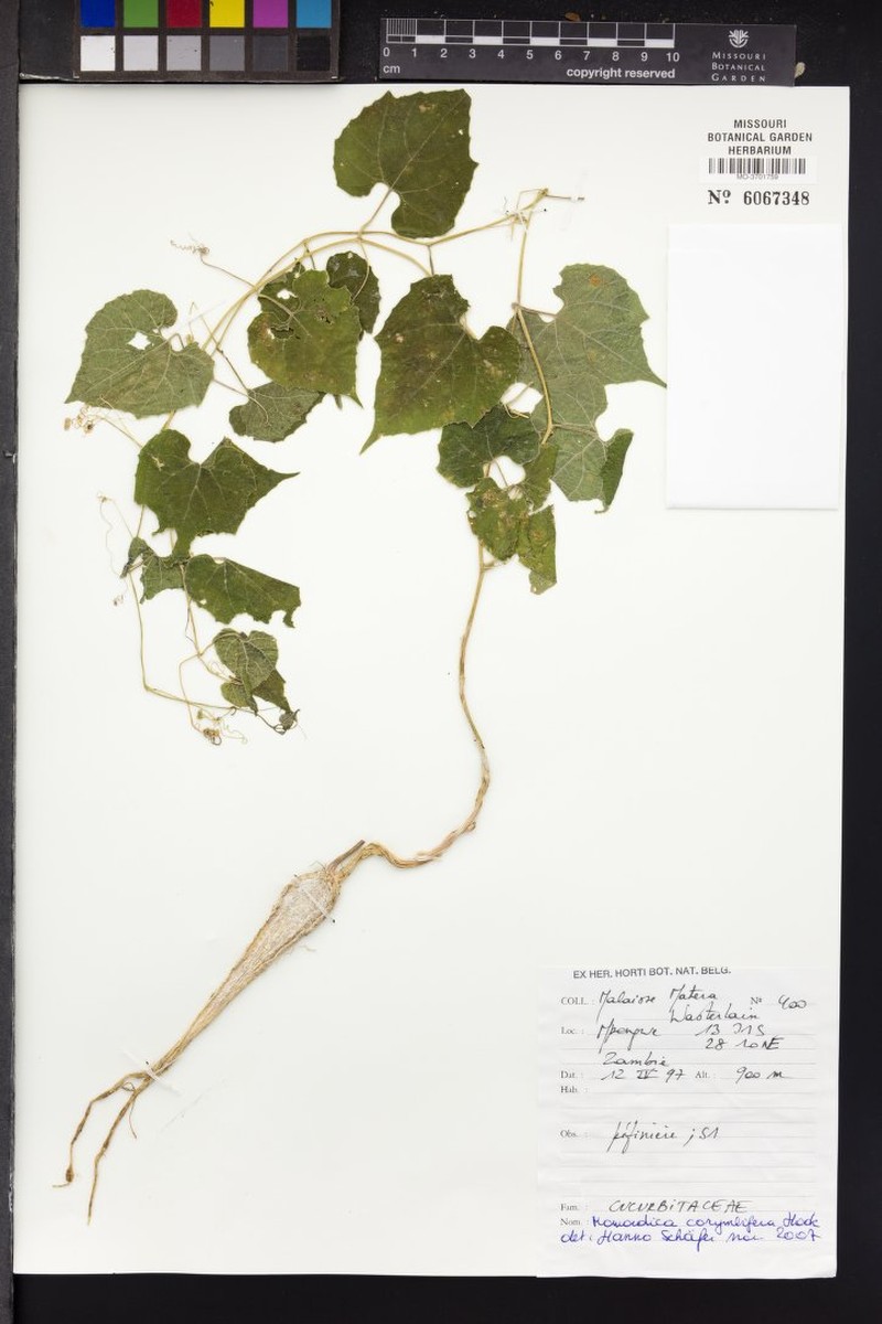 Momordica corymbifera photo 7