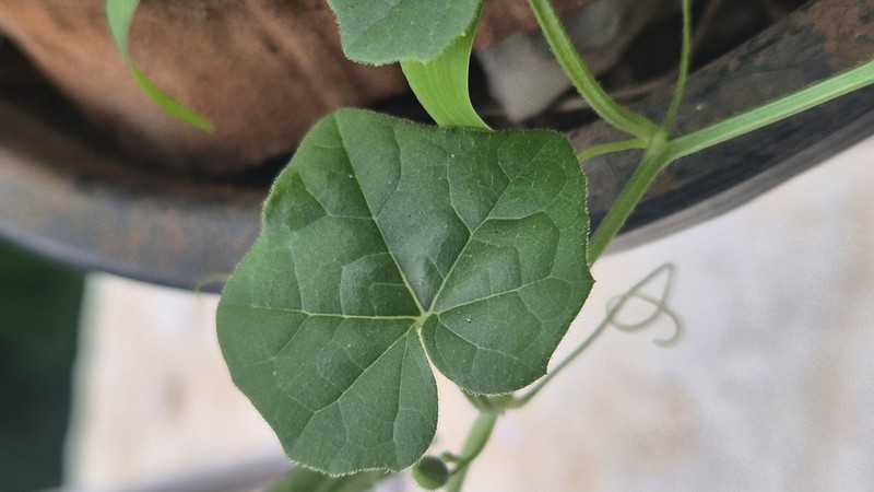 Momordica cymbalaria photo 3