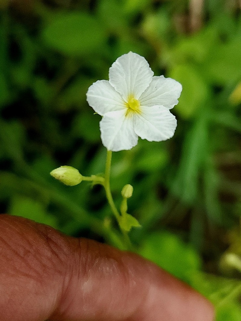 Momordica cymbalaria photo 4