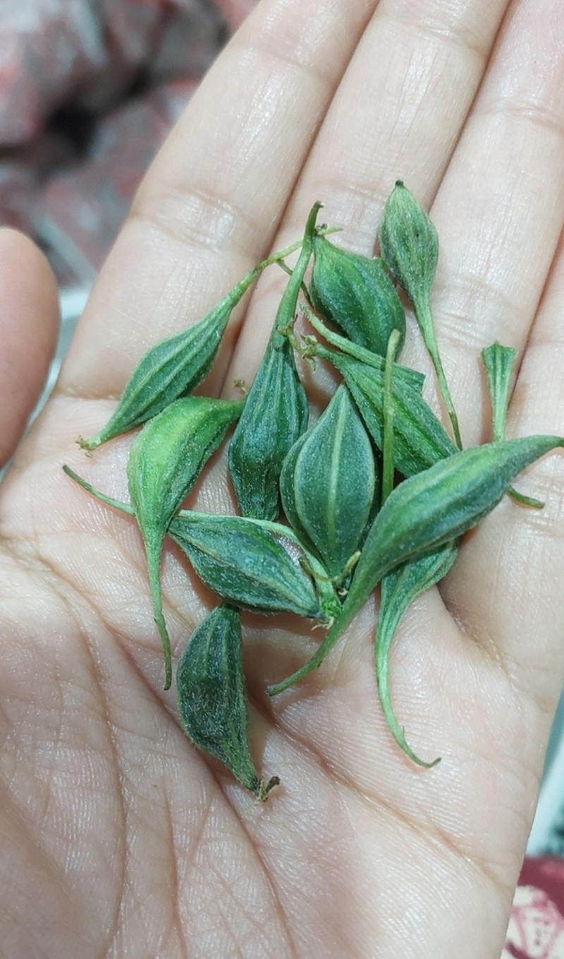Momordica cymbalaria photo 5