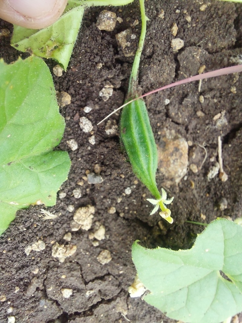 Momordica cymbalaria photo 6