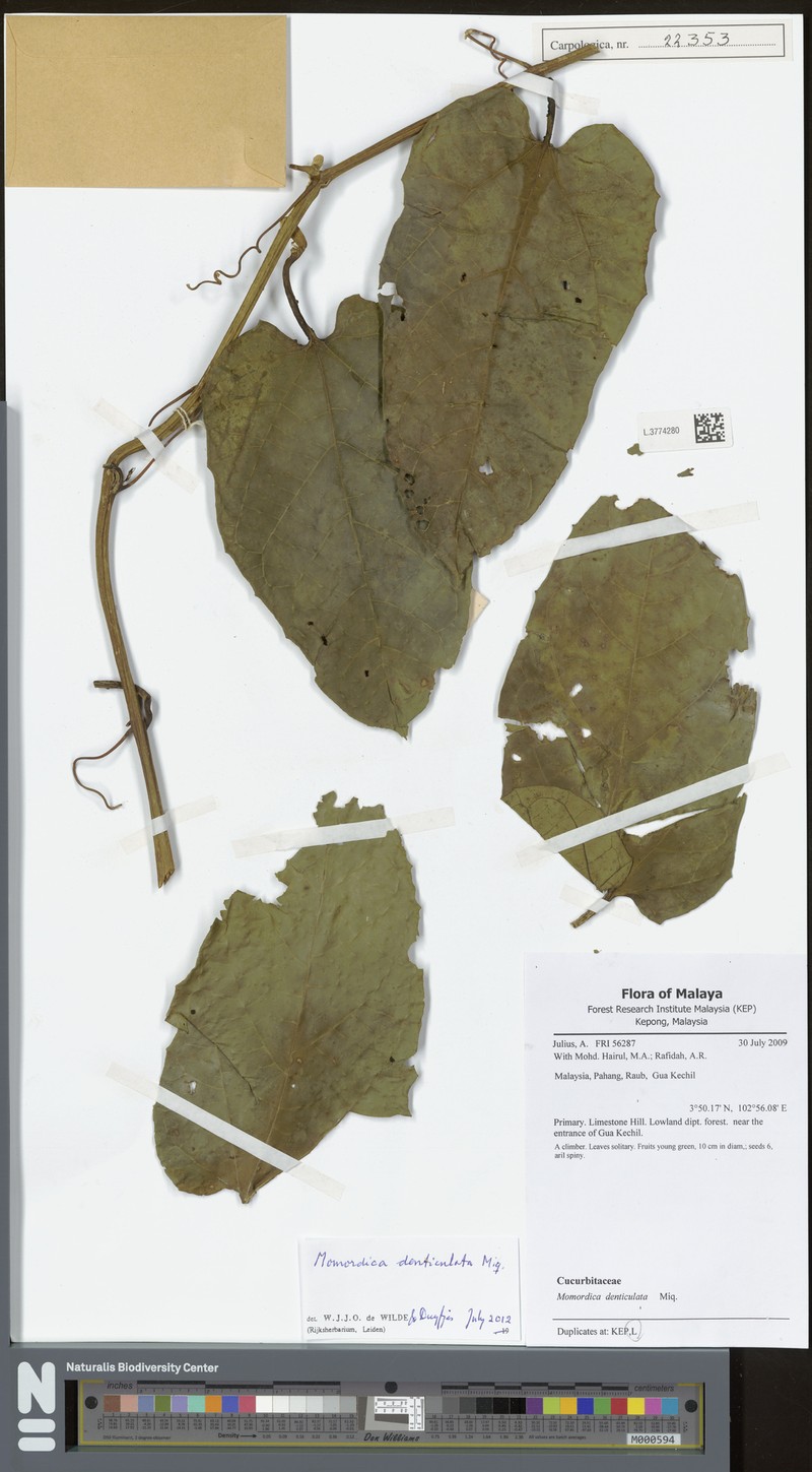Momordica denticulata