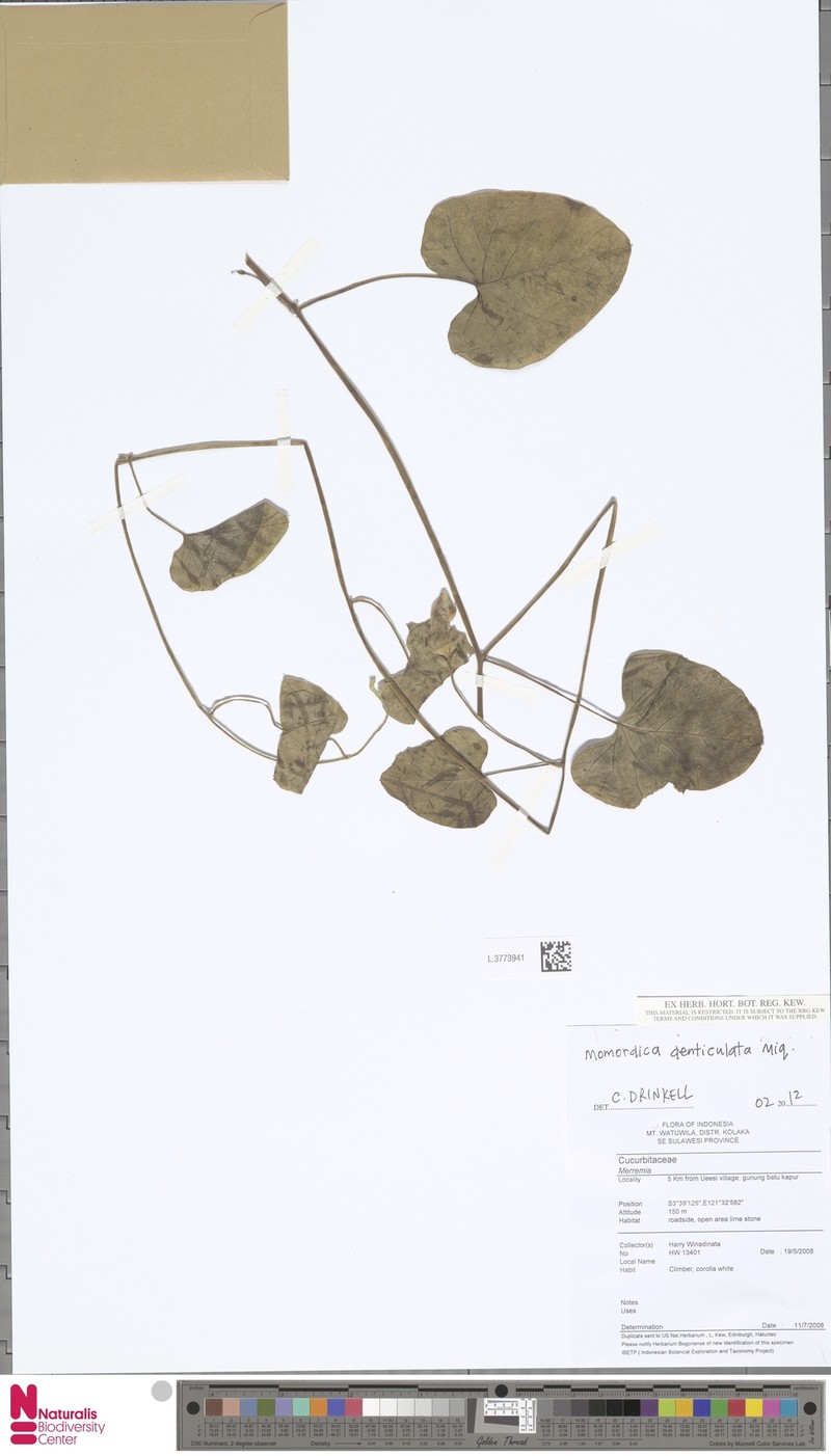 Momordica denticulata photo 2