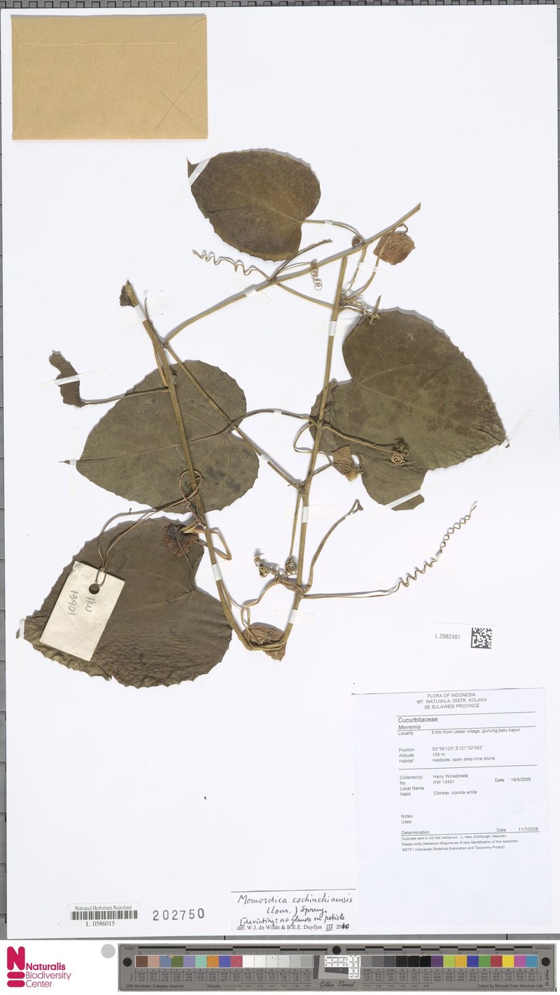 Momordica denticulata photo 3