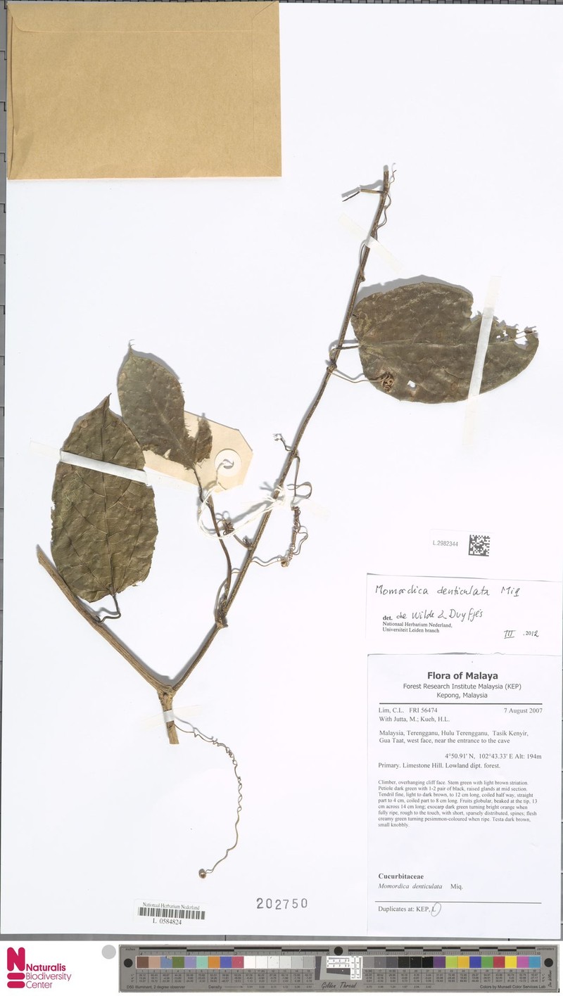 Momordica denticulata photo 4
