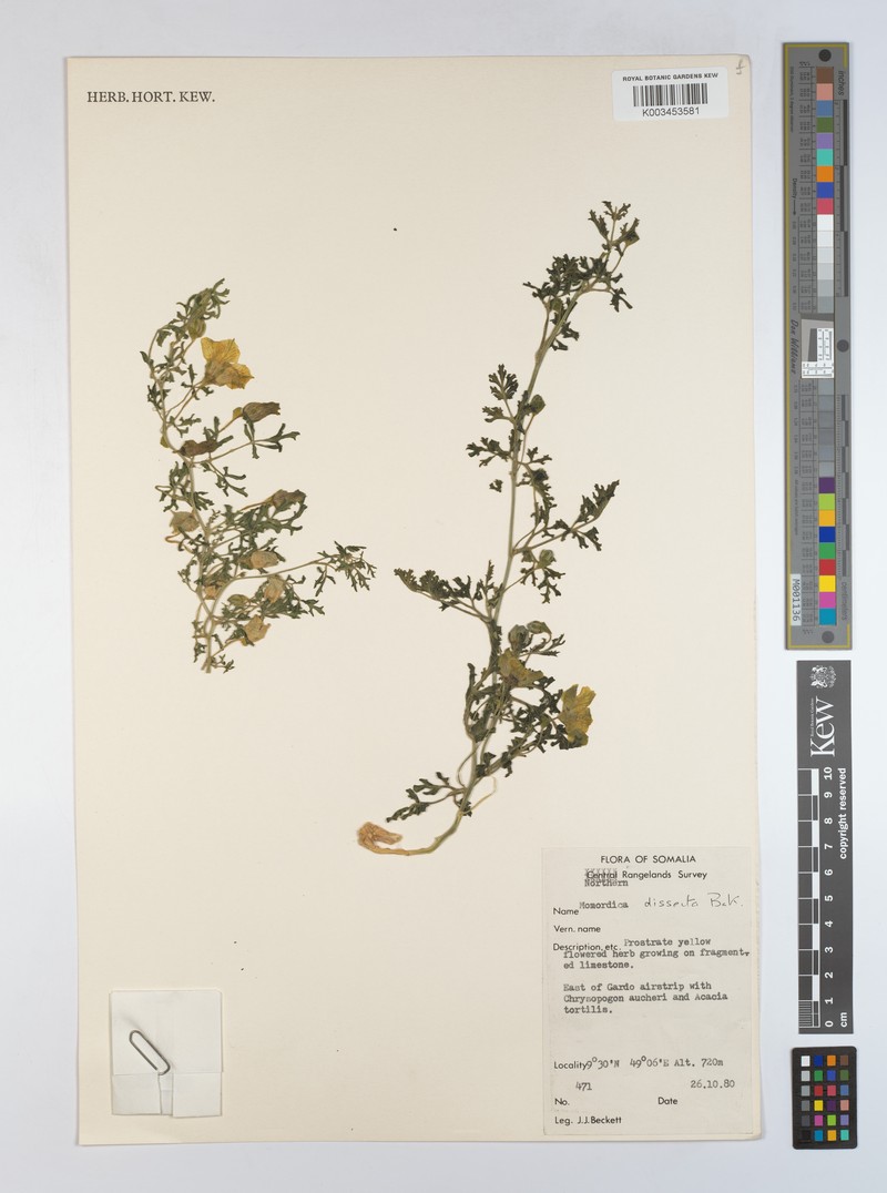 Momordica dissecta
