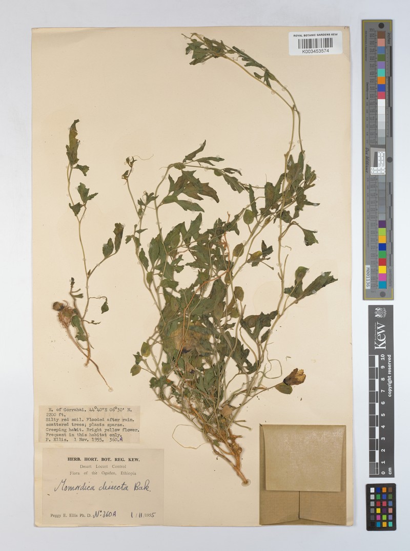 Momordica dissecta photo 2