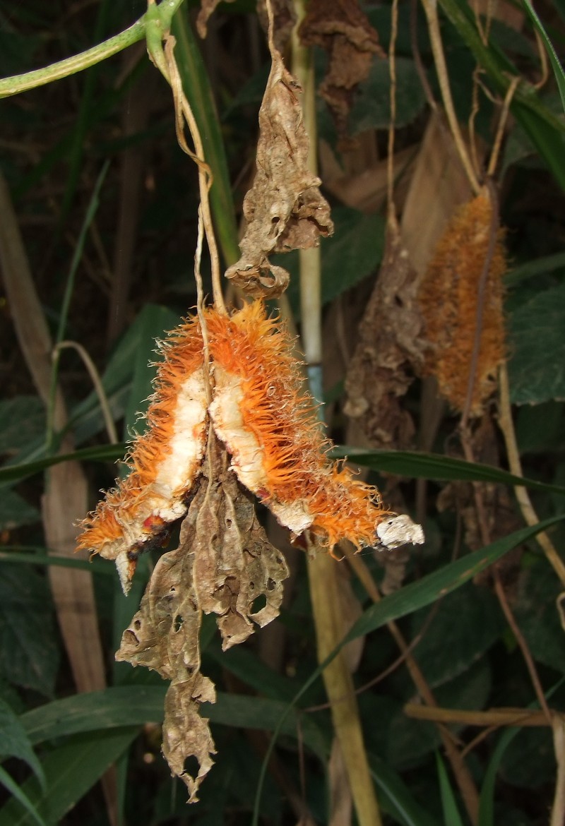 Momordica foetida photo 2