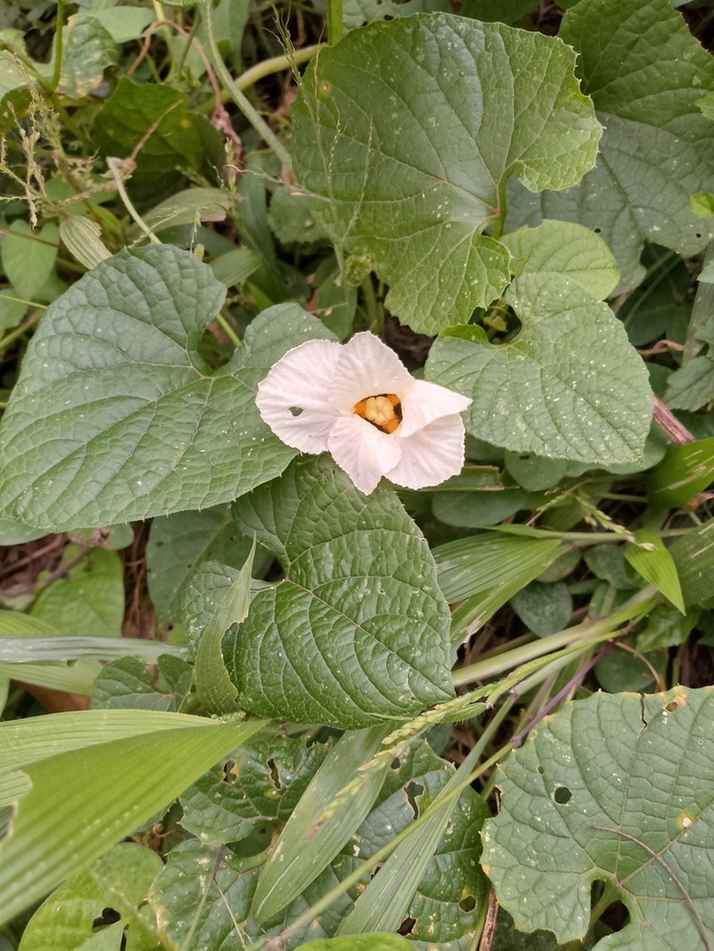 Momordica foetida photo 4