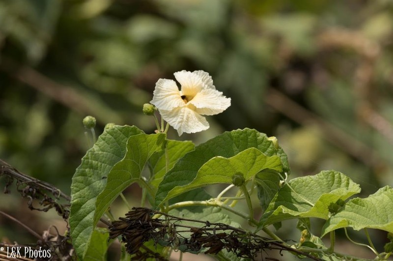 Momordica foetida photo 5