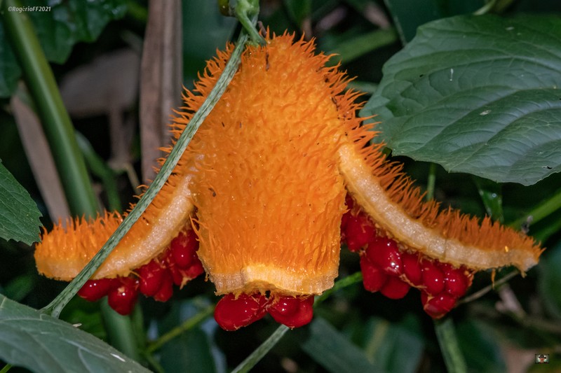 Momordica foetida photo 6