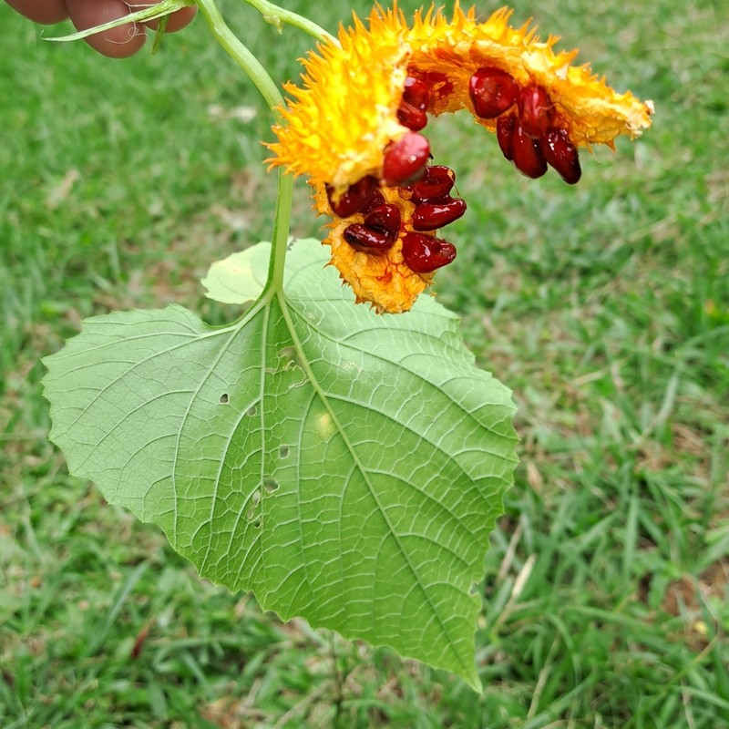 Momordica foetida photo 7