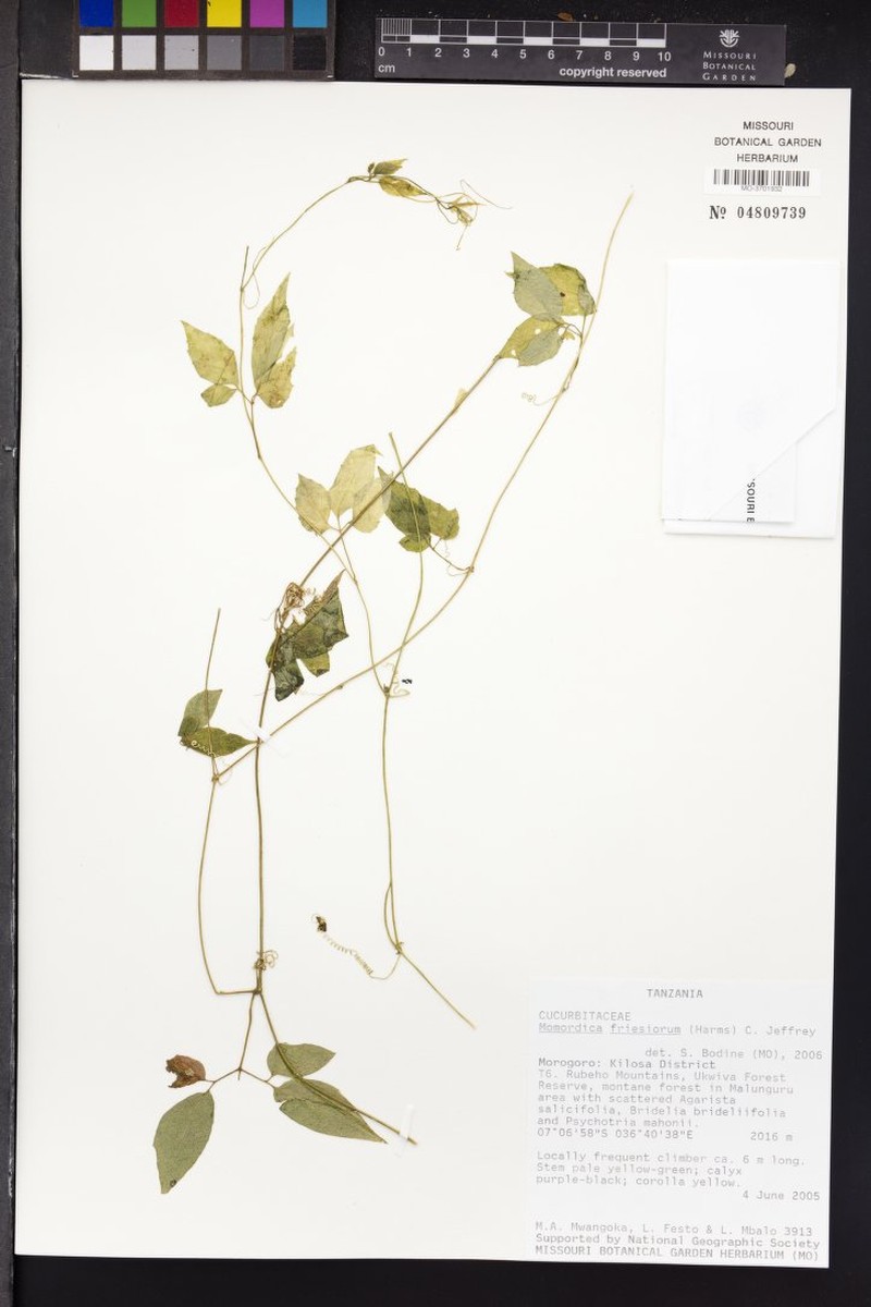 Momordica friesiorum photo 3