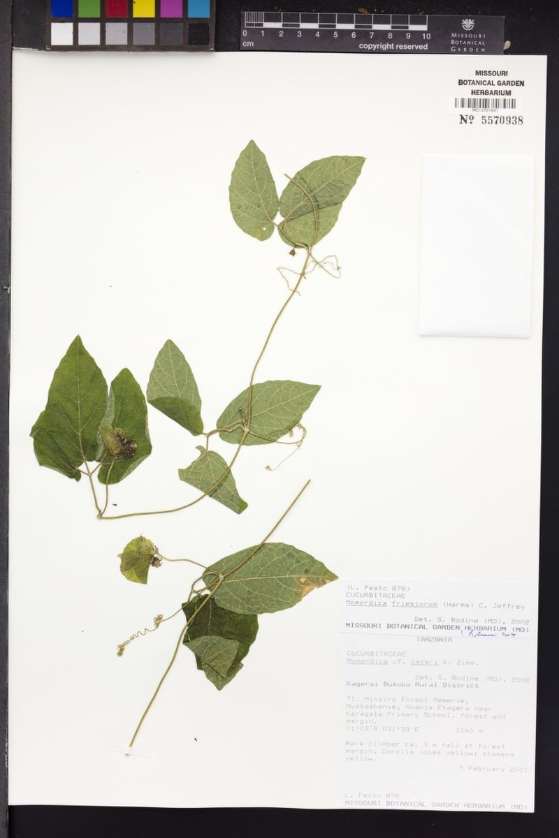 Momordica friesiorum photo 5