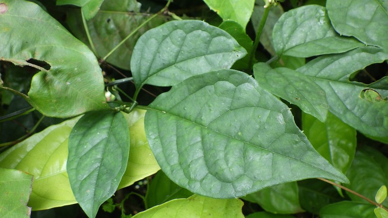 Momordica gilgiana
