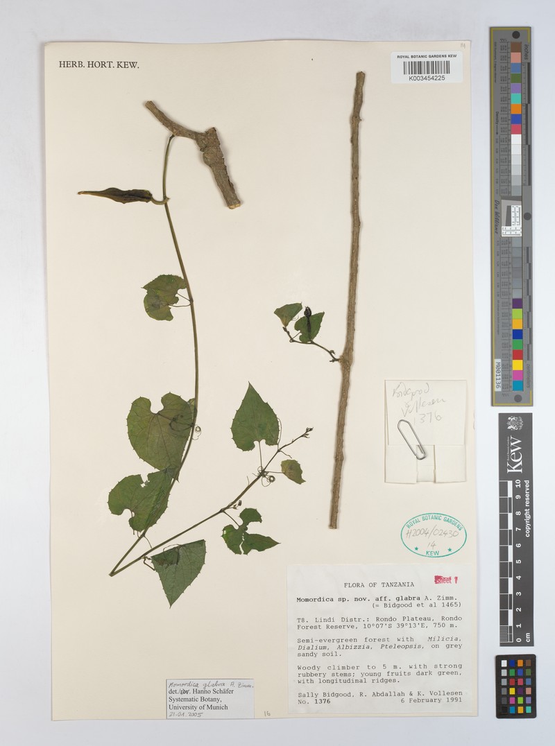 Momordica glabra photo 3