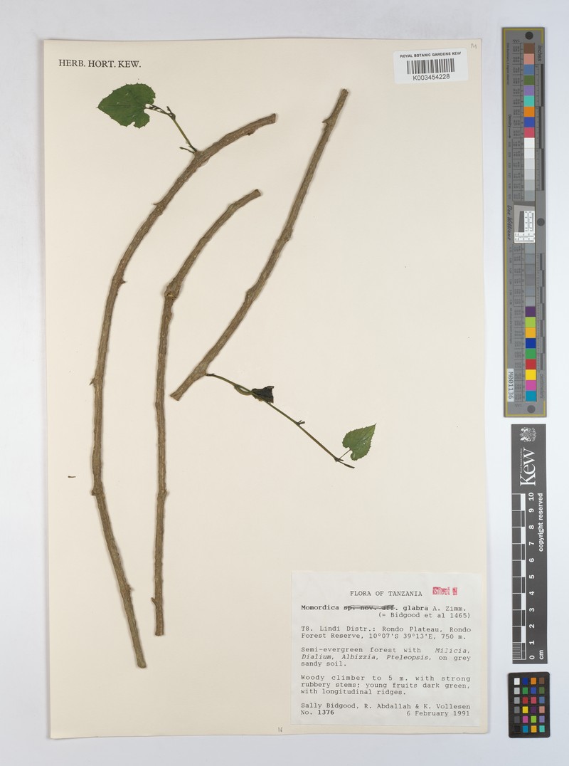 Momordica glabra photo 4