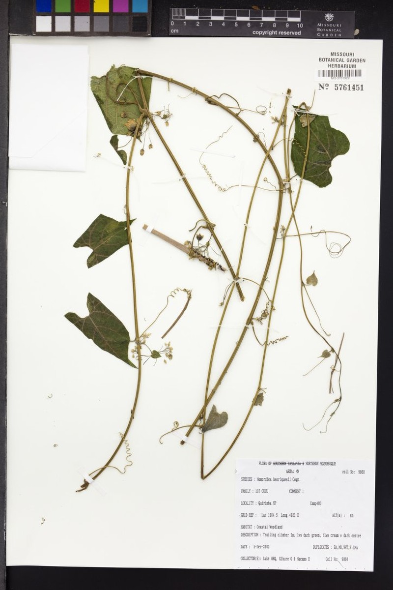 Momordica henriquesii photo 2
