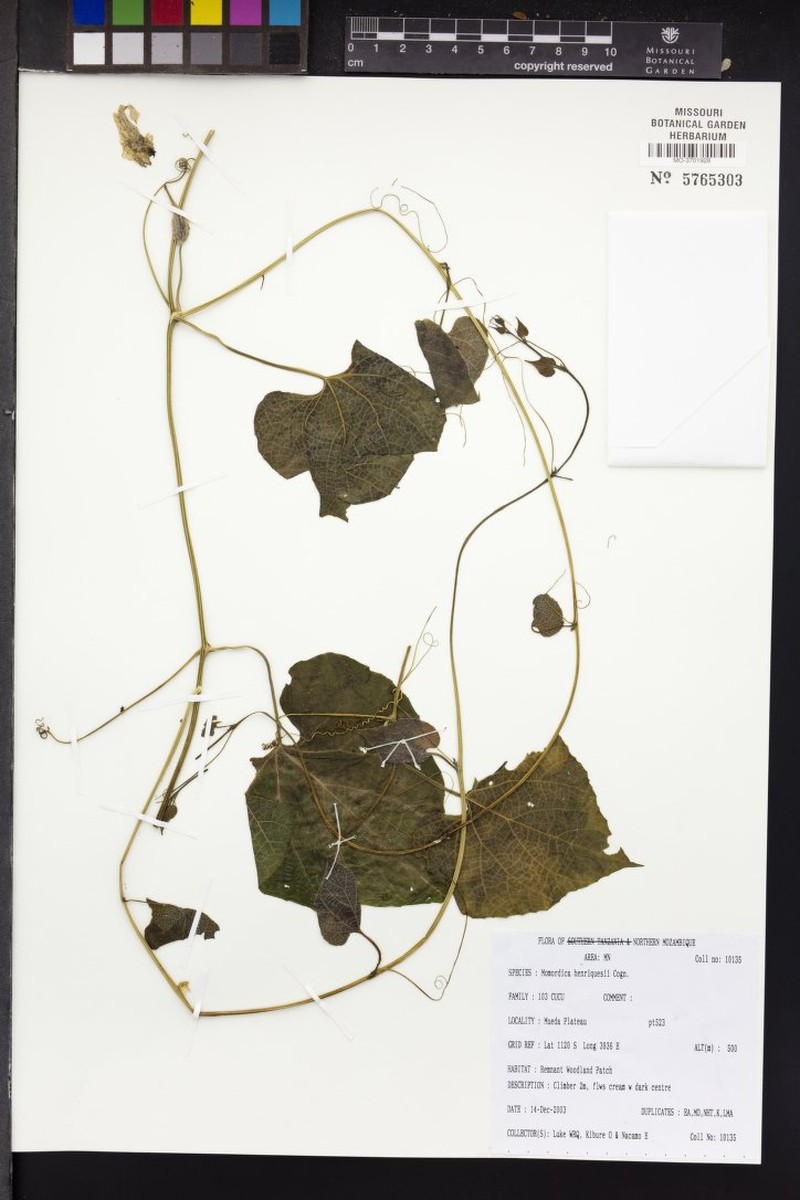 Momordica henriquesii photo 3