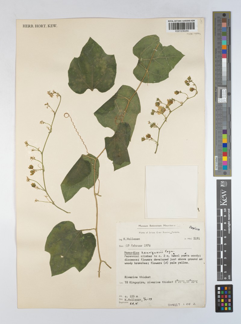 Momordica henriquesii photo 4