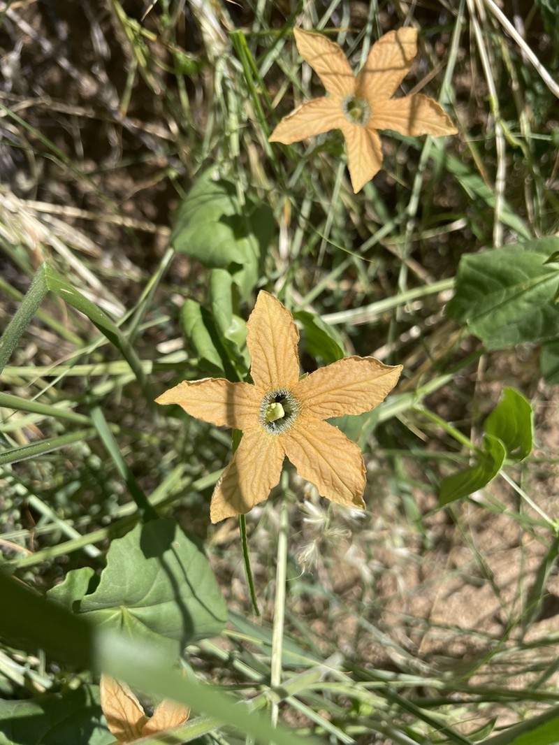 Momordica humilis
