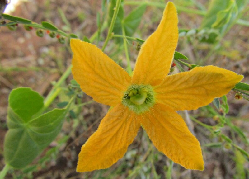 Momordica humilis photo 2