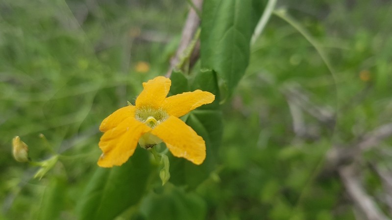 Momordica humilis photo 3