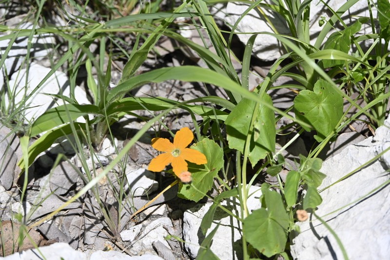 Momordica humilis photo 4