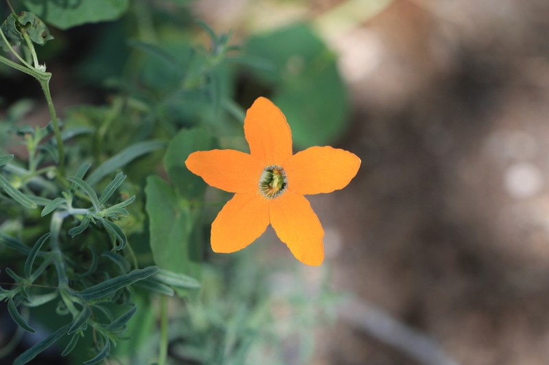 Momordica humilis photo 5