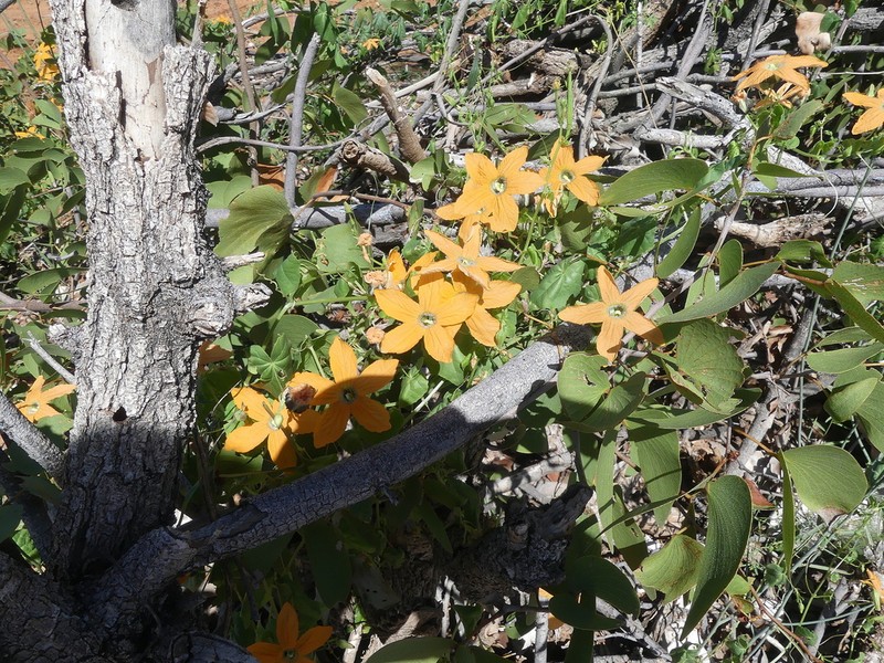 Momordica humilis photo 8