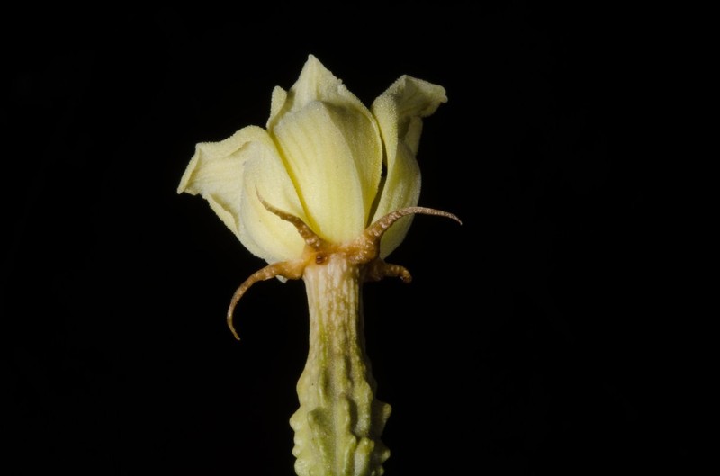 Momordica jeffreyana