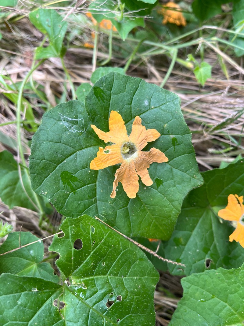 Momordica kirkii photo 2