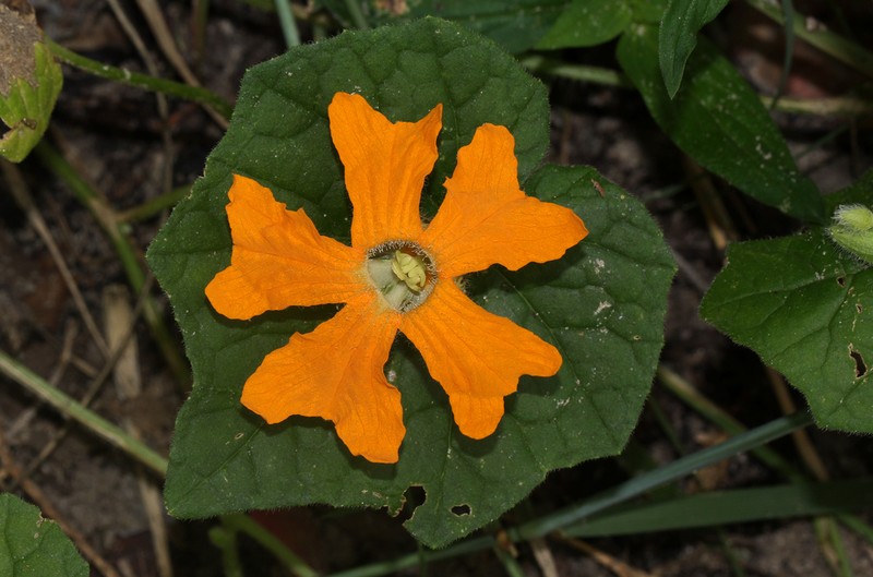Momordica kirkii photo 3