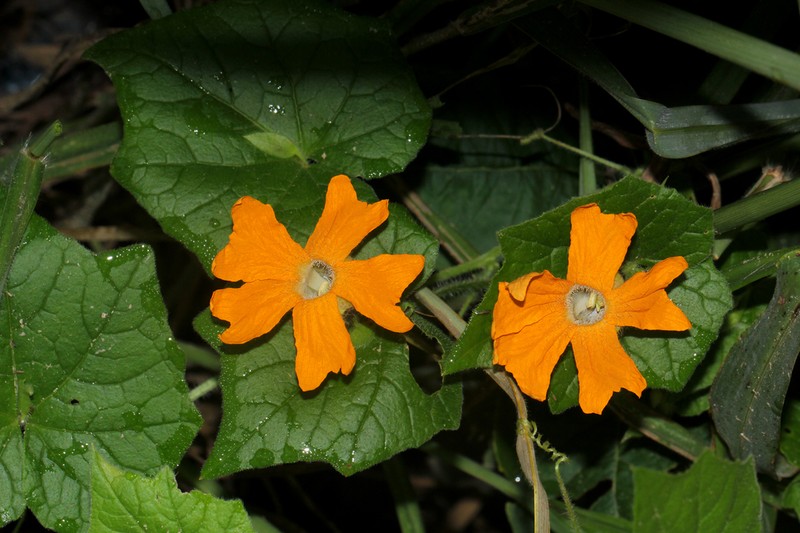 Momordica kirkii photo 6