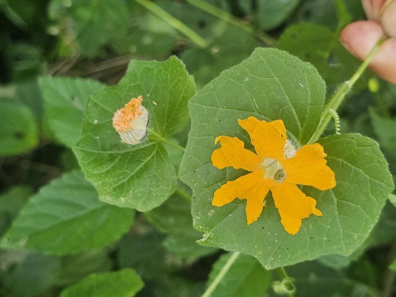 Momordica kirkii photo 8