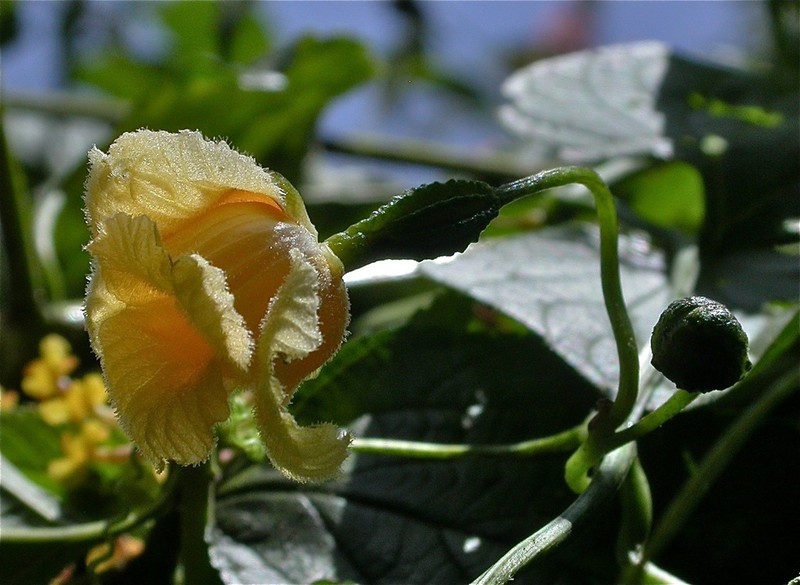 Momordica leiocarpa