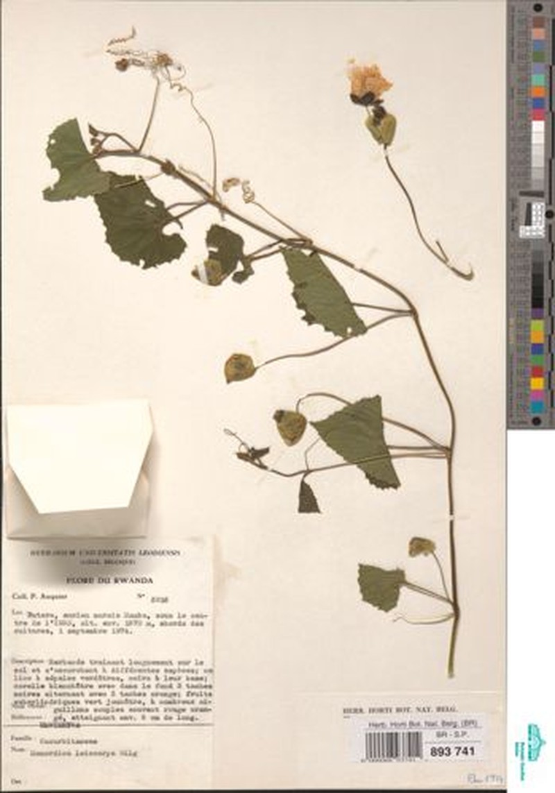 Momordica leiocarpa photo 2