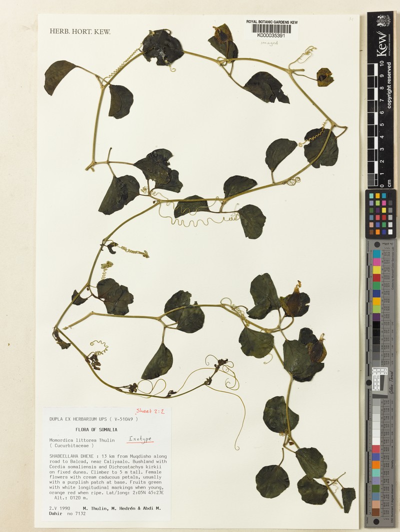 Momordica littorea