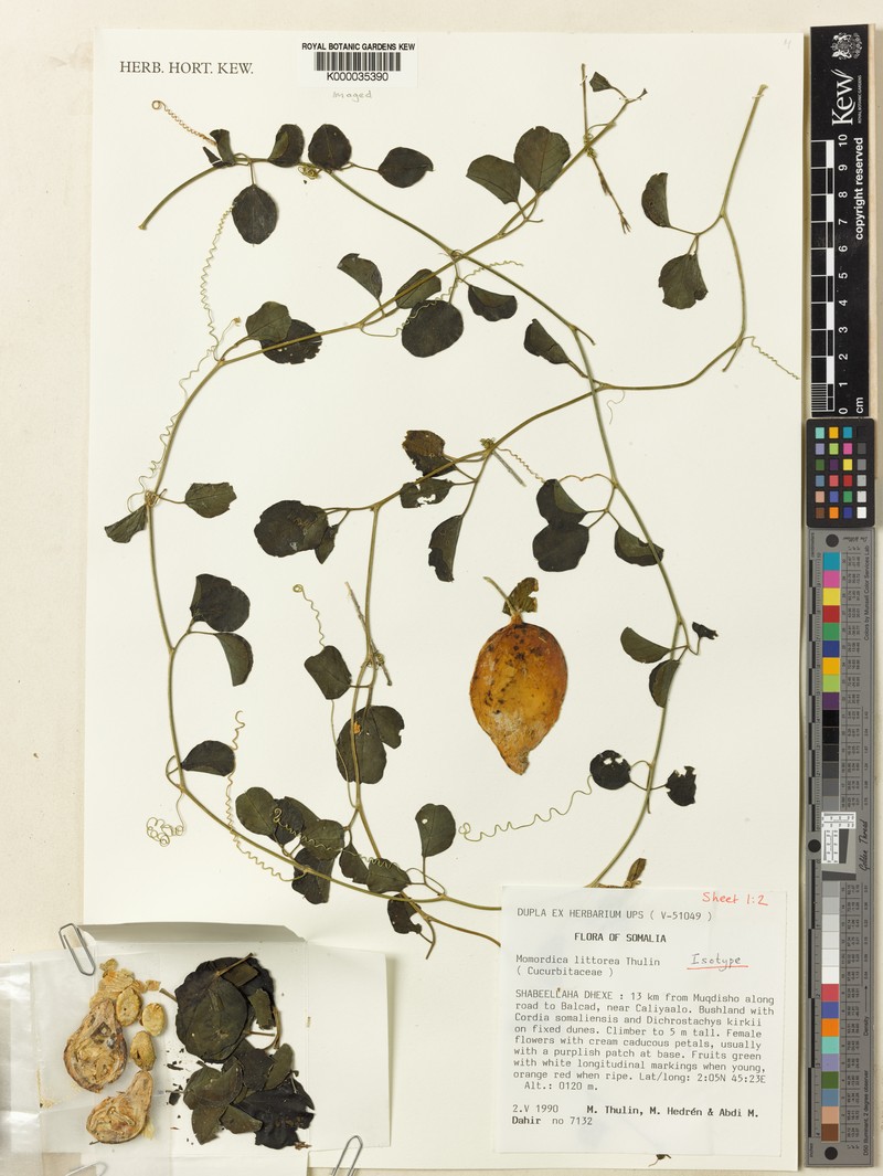 Momordica littorea photo 2
