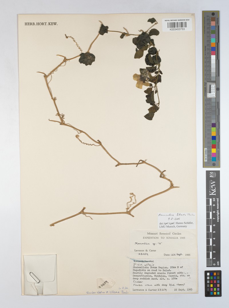 Momordica littorea photo 3