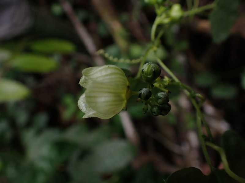 Momordica multiflora