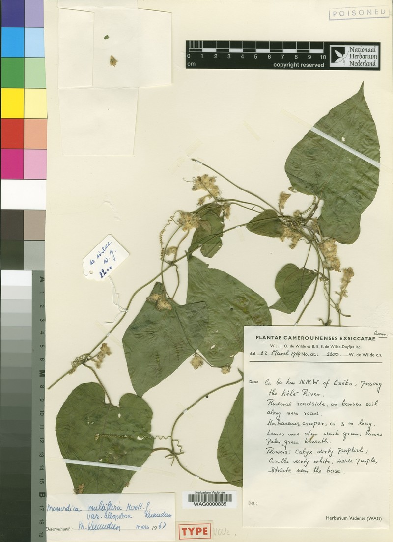 Momordica multiflora var. albopilosa