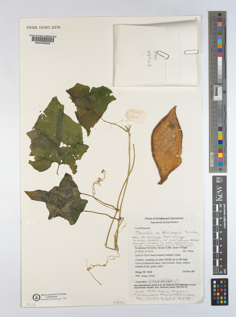 Momordica obtusisepala photo 2